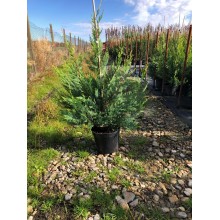 CUPRESSOCIPARIS  LEYLANDII  CAST. GOLD (chiparos leylandii galben)