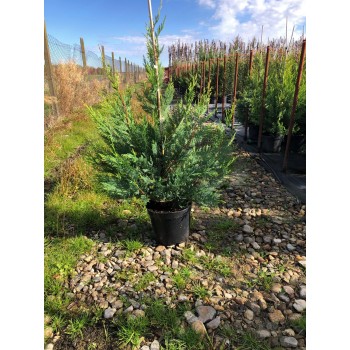 CUPRESSOCIPARIS  LEYLANDII  CAST. GOLD (chiparos leylandii galben)