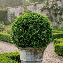 Buxus sempervirens 'Suffruticosa' Glob (Cimișir Globular Pitic)