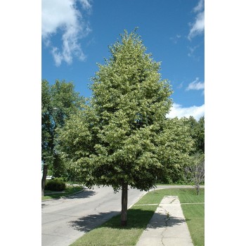 Tei Pucios 'Greenspire' (Tilia cordata)