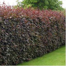 Fagus Sylvatica Atropunicea