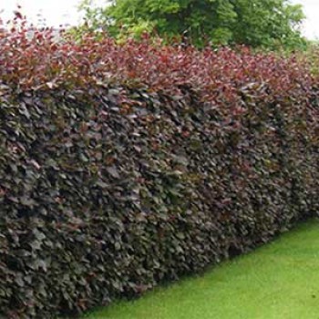Fagus Sylvatica Atropunicea