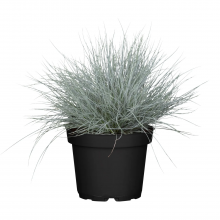 Festuca Glauca Cool  Ice