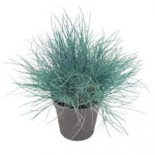 Festuca Glauca Elijah Blue