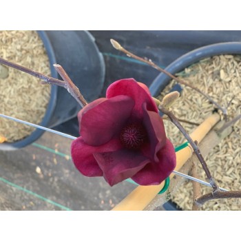 MAGNOLIA GENIE (MAGNOLIA CU FLORI PURPURII)