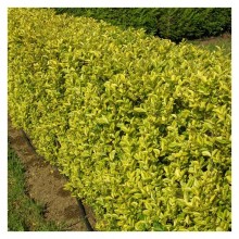 LIGUSTRUM AUREUM (lemn cainesc cu frunza galbena)