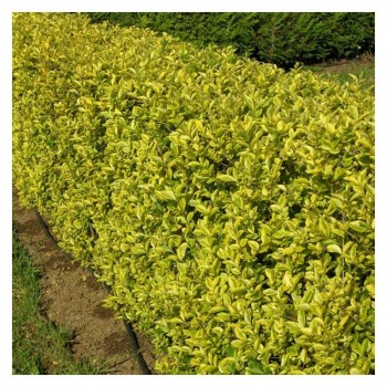 LIGUSTRUM AUREUM (lemn cainesc cu frunza galbena)
