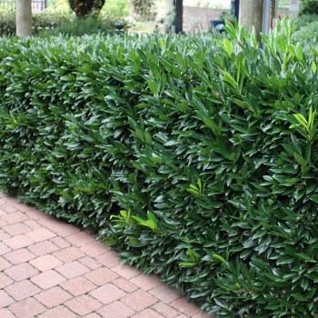 PRUNUS LAUROCERASUS CAUCASICA (Laur englezesc)
