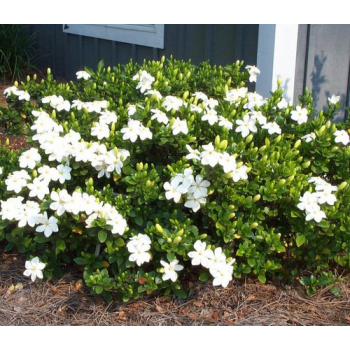 Gardenia J. Kleims Hardy
