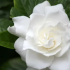 Gardenia J. Kleims Hardy