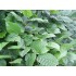 CARPINUS BETULUS (carpen)