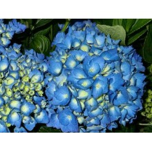 (HORTENSIA) Hydran M. Mathilde Gutges