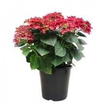 (HORTENSIA) Hydrangea  M. Masja 