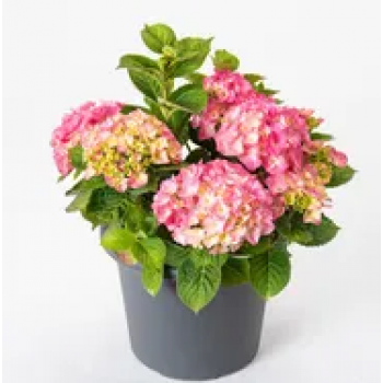 (HORTENSIA) Hydrangea  M. Rosita 