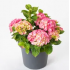 (HORTENSIA) Hydrangea  M. Rosita