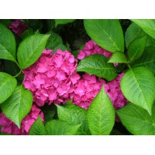 (HORTENSIA) Hydrangea  M. Rosita