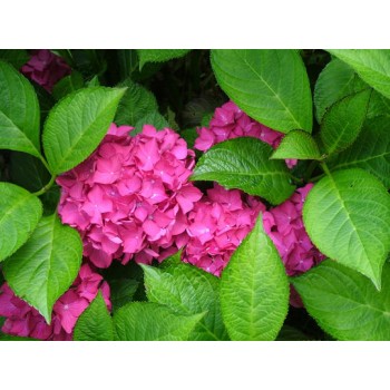(HORTENSIA) Hydrangea  M. Rosita 