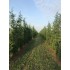 CUPRESOCIPARIS LEYLANDII (chiparos leylandii)