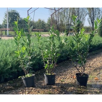 PRUNUS LAUROCERASUS CAUCASICA (Laur englezesc)