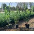 PRUNUS LAUROCERASUS CAUCASICA (Laur englezesc)