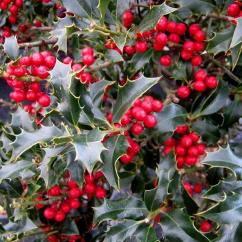 Ilex Aquifolium Alaska