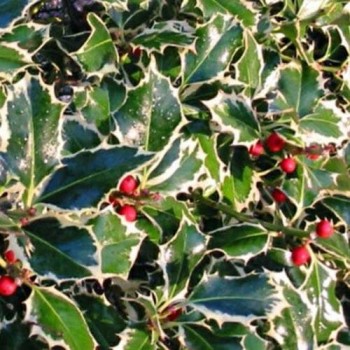 Ilex Aquifolium Argenteomarginata