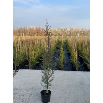 PLATANUS ACERIFOLIA (platan)