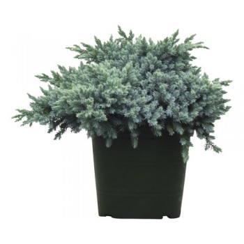 Juniperus Squamata Blue Star
