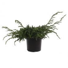 Juniperus squamata Blue carpet.