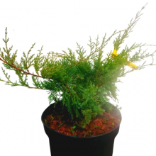 Juniperus Media Pfitzeriana Glauca