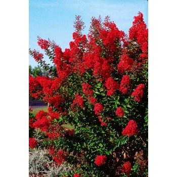 Lagerst. Ind. Red Imperator