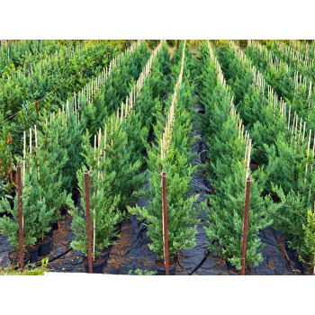 Chiparos Leylandii (Cupressocyparis leylandii)