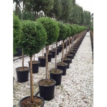 Cupresociparis Leylandii Blue Jeans  format  glob pe tija.