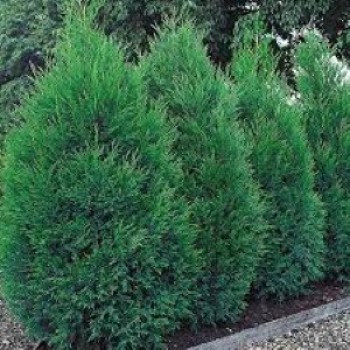 CUPRESSOC. LEYLANDII BLUE JEANS (chiparos leylandii albastrui).