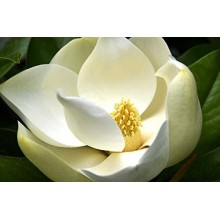 MAGNOLIA GRANDIFLORA GALISSONIERE (magnolia vesnic verde)