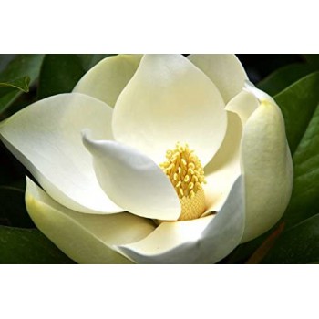 MAGNOLIA GRANDIFLORA GALISSONIERE (magnolia vesnic verde)