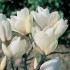 MAGNOLIA MANCHU FAN (magnolia alba)