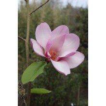 MAGNOLIA SERENE