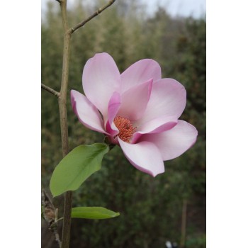 MAGNOLIA SERENE
