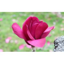 MAGNOLIA  VIRGINIANA VULCAN