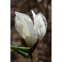 MAGNOLIA KOBUS(magnolia japoneza)