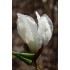 MAGNOLIA KOBUS(magnolia japoneza)