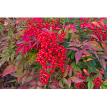 Nandina domestica (Bambus Sfânt / Bambus Sacru) Nandina domestica (Bambus Sfânt / Bambus Sacru)