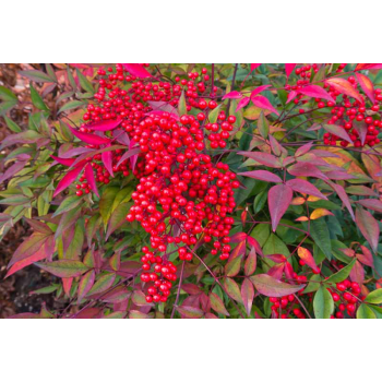 Nandina Domestica