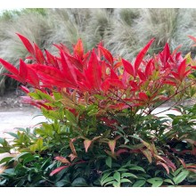 Nandina domestica 'Moon Bay' (Bambus Sfânt Pitic) Nandina domestica 'Moon Bay' (Bambus Sfânt Pitic)