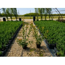 Photinia Red Robin (Fotinia)