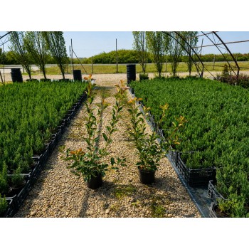 Photinia Red Robin (Fotinia)