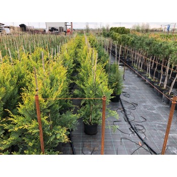 CUPRESSOCIPARIS  LEYLANDII  CAST. GOLD (chiparos leylandii galben)