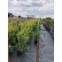 CUPRESSOCIPARIS  LEYLANDII  CAST. GOLD (chiparos leylandii galben)
