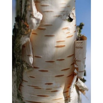 Mesteacăn de Hârtie (Betula papyrifera)